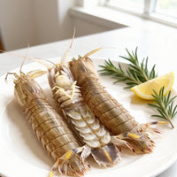 Mantis Shrimp