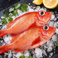 Red Grouper